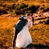 Alina & Leonard - Fotograf Nunta
